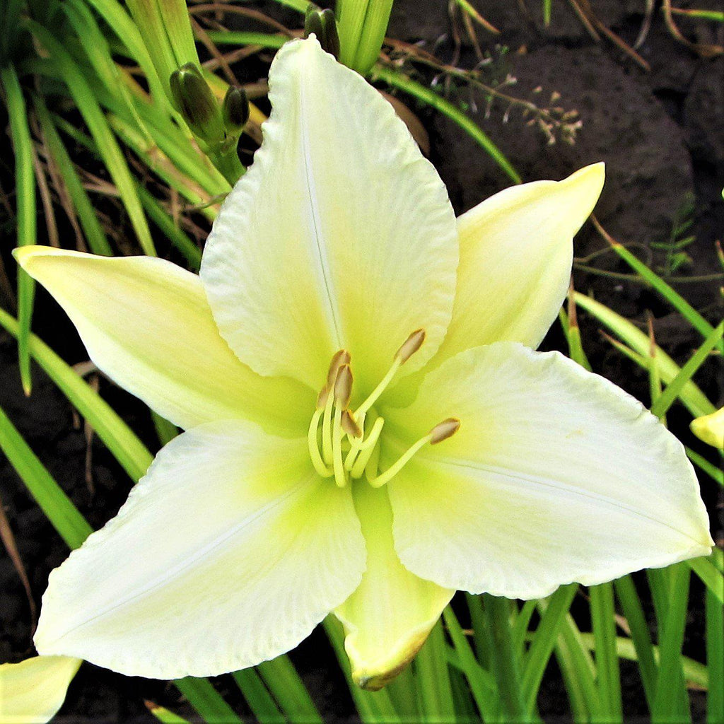 Daylily - Gentle Shepherd - 3 Live Roots