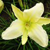 Daylily - Gentle Shepherd - 3 Live Roots