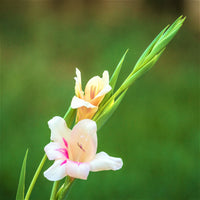 Gladiolus 30 Bulbs - Nanus Hardy Easy to Grow Mix