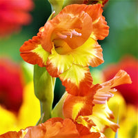 Gladiolus 30 Bulbs - Nanus Hardy Easy to Grow Mix