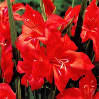 Gladiolus 30 Bulbs - Nanus Hardy Easy to Grow Mix