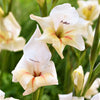 Gladiolus 30 Bulbs - Nanus Hardy Easy to Grow Mix