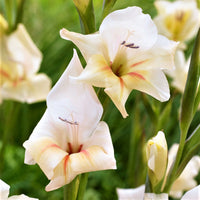 Gladiolus 30 Bulbs - Nanus Hardy Easy to Grow Mix