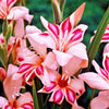 Gladiolus 30 Bulbs - Nanus Hardy Easy to Grow Mix