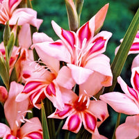 Gladiolus 30 Bulbs - Nanus Hardy Easy to Grow Mix