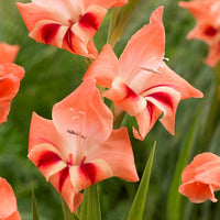 Gladiolus 30 Bulbs - Nanus Hardy Easy to Grow Mix