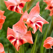 Gladiolus Bulb - Nathalie By Easy To Grow Bulbs