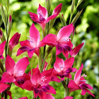 Gladiolus 30 Bulbs - Nanus Hardy Easy to Grow Mix