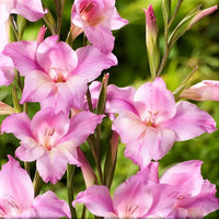 Gladiolus 30 Bulbs - Nanus Hardy Easy to Grow Mix