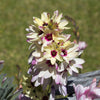 Ixia 80 Bulbs - Magic Wand Mix By Easy To Grow Bulbs