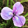 Japanese Iris 1 Rhizome - Geisha Girl By Easy To Grow Bulbs