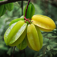 Averrhoa Carambola 'Arkin Star fruit' Tree, Grafted Live Plant