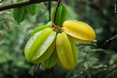 Averrhoa Carambola 'Arkin Star fruit' Tree, Grafted Live Plant