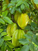 Averrhoa Carambola 'Kari Star Fruit' Tree, Grafted Live Plant