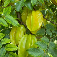 Averrhoa Carambola 'Kari Star Fruit' Tree, Grafted Live Plant