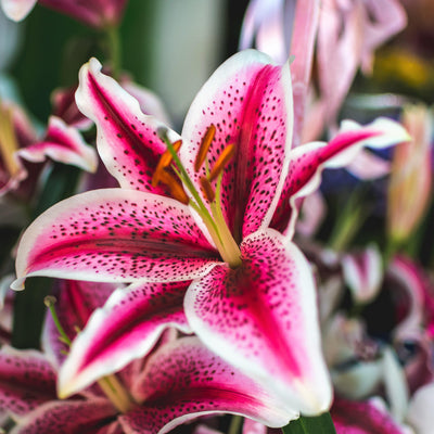 Lilium Bulbs - Oriental Lily Stargazer By Easy To Grow Bulbs