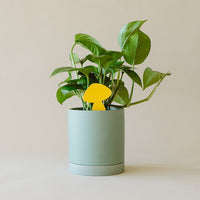Sticky Traps for Plant Pests By Arber