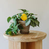 Sticky Traps for Plant Pests By Arber