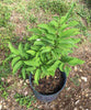 Annona Squamosa Fruit Tree, Green Sugar Apple Sweetsop, Live Plant