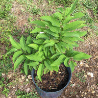 Annona Squamosa Fruit Tree, Green Sugar Apple Sweetsop, Live Plant