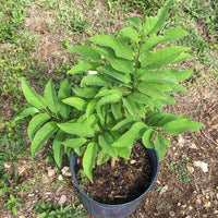 Annona Squamosa Tree, Red Sugar Apple Sweetsop Live Plant