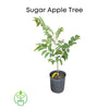 Annona Squamosa Tree, Red Sugar Apple Sweetsop Live Plant