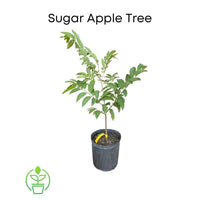 Annona Squamosa Tree, Red Sugar Apple Sweetsop Live Plant