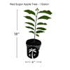 Annona Squamosa Tree, Red Sugar Apple Sweetsop Live Plant