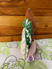 Begonia Variegated Maculata Plant Plush Keychain