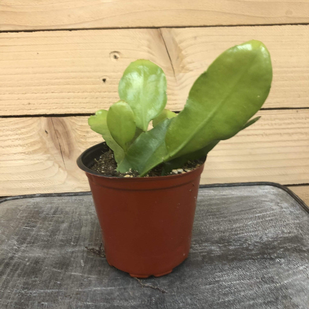 Epiphyllum Queen of the Night Orchid Cactus 4" Plant, Indoor / Outdoor Houseplants