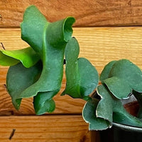 Epiphyllum Curly Locks Cactus 4" Plant, Indoor / Outdoor Houseplants