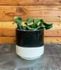 Epiphyllum Curly Locks Cactus 4" Plant, Indoor / Outdoor Houseplants