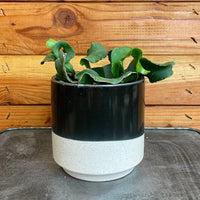 Epiphyllum Curly Locks Cactus 4" Plant, Indoor / Outdoor Houseplants