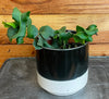 Epiphyllum Curly Locks Cactus 4" Plant, Indoor / Outdoor Houseplants