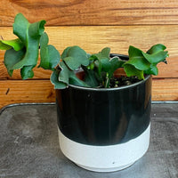 Epiphyllum Curly Locks Cactus 4" Plant, Indoor / Outdoor Houseplants