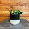 Epiphyllum Curly Locks Cactus 4" Plant, Indoor / Outdoor Houseplants