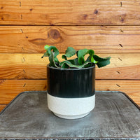 Epiphyllum Curly Locks Cactus 4" Plant, Indoor / Outdoor Houseplants
