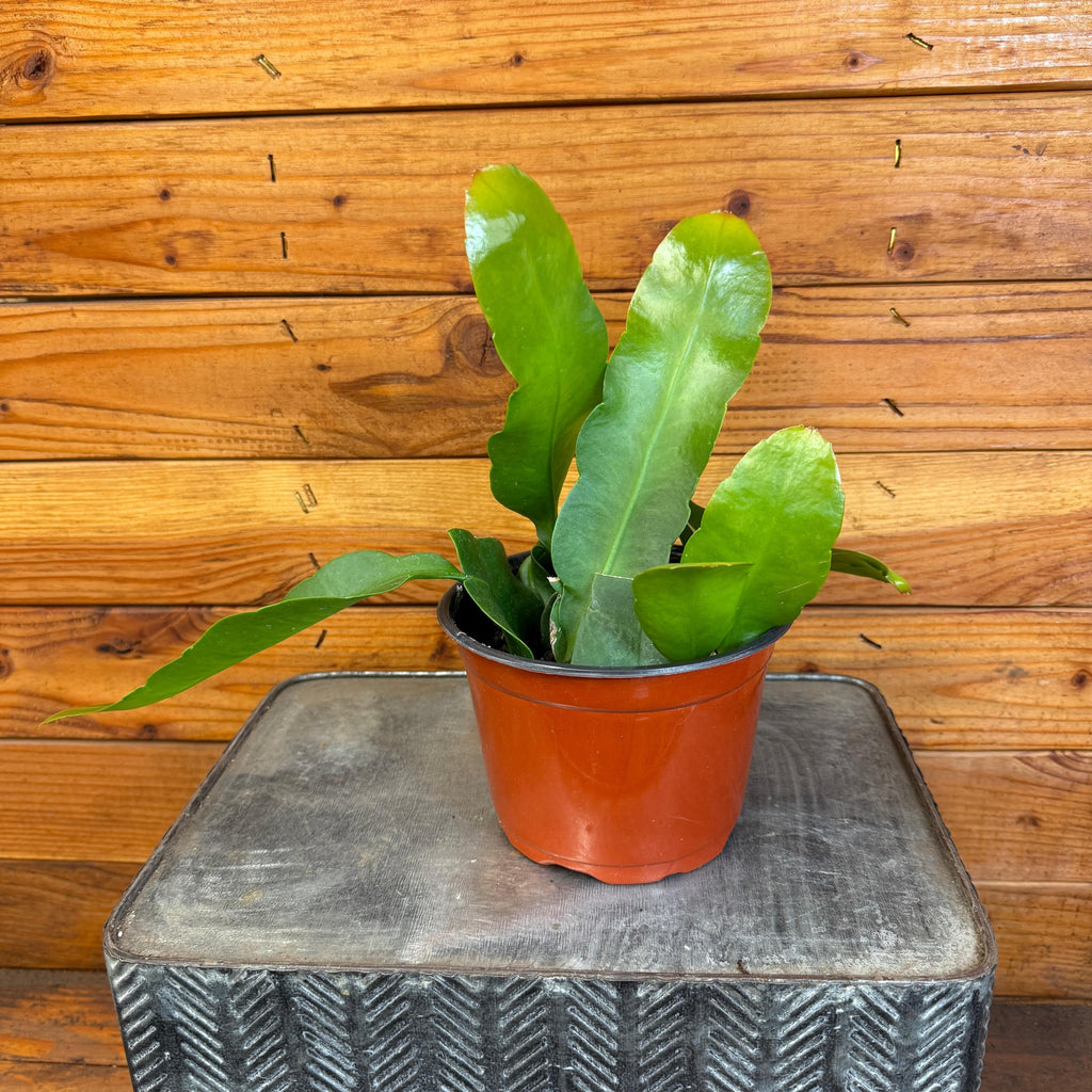 queen of the night indoor plant Epiphyllum Queen of the Night Cactus, Live 6" Plant, Indoor / Outdoor