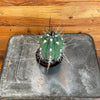 Pachycereus Pringlei 2" Plant, Indoor / Outdoor Houseplants