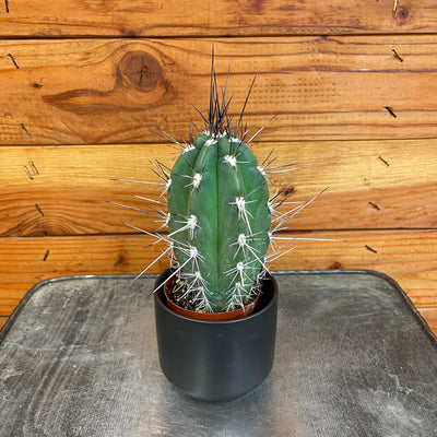 Pachycereus Pringlei 2