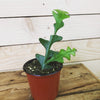 Selenicereus Anthonyanus Fishbone Cactus, 4" Plant, Indoor / Outdoor Houseplants