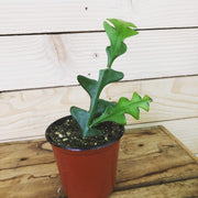 Selenicereus Anthonyanus Fishbone Cactus, 4" Plant, Indoor / Outdoor Houseplants