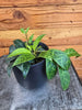 Aeschynanthus Lipstick Black Pagoda 4" Plant, Indoor / Outdoor Houseplants