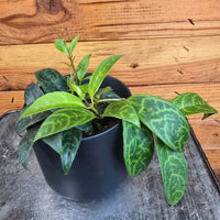 Aeschynanthus Lipstick Black Pagoda 4" Plant, Indoor / Outdoor Houseplants
