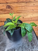 Aeschynanthus Lipstick Black Pagoda 4" Plant, Indoor / Outdoor Houseplants