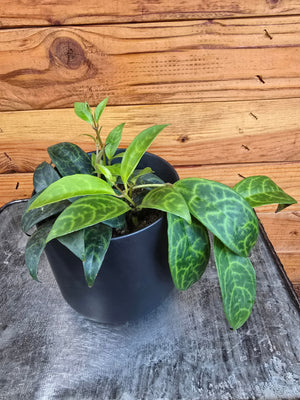 Aeschynanthus Lipstick Black Pagoda 4