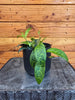 Aeschynanthus Lipstick Black Pagoda 4" Plant, Indoor / Outdoor Houseplants