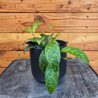 Aeschynanthus Lipstick Black Pagoda 4" Plant, Indoor / Outdoor Houseplants