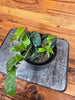 Aeschynanthus Lipstick Black Pagoda 4" Plant, Indoor / Outdoor Houseplants