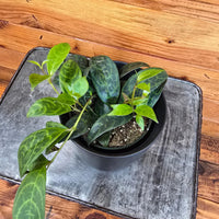 Aeschynanthus Lipstick Black Pagoda 4" Plant, Indoor / Outdoor Houseplants